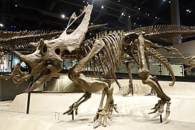 Esqueleto reconstruído exibido no Museu de História Natural de Utah