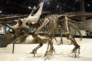 <i>Utahceratops</i> Extinct genus of dinosaurs