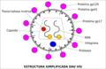 1- Estructura simplificada dau virús de l'immunodeficiéncia umana