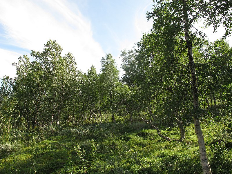 File:Valley at the border of Sarek national park 3 - panoramio.jpg