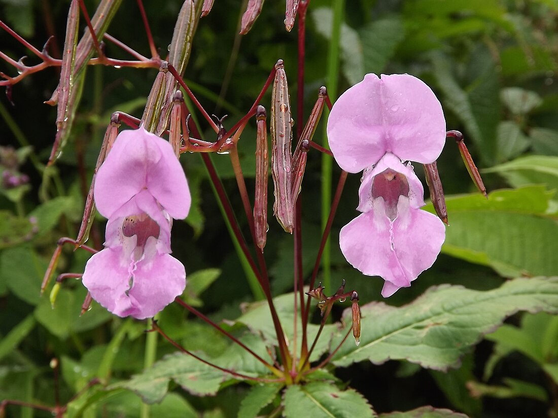 Impatiens glandulifera