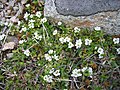 Veronica repens in Corse