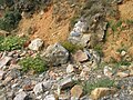 Vestiges des fortifications érigée par Vauban en prévision du débarquement anglo-hollandais à Camaret 7