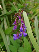 Vicia pseudo-orobus