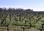 Weinberg bei Saint-Michel-de-Montaigne im äußersten Westen des Anbaugebietes von Bergerac