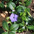 * Nomination Lesser periwinkle (Vinca minor) -- George Chernilevsky 20:07, 1 May 2017 (UTC) * Promotion Good quality. --A.Savin 09:51, 2 May 2017 (UTC)