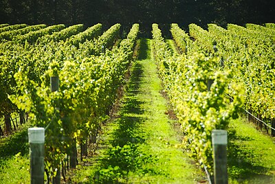 Vineyard fields France.jpg
