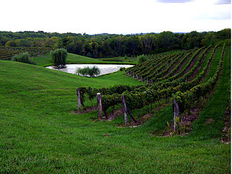 Vineyard in Ohio where Landot noir is grown. Vinkolet Arts & Wine Festival.jpg