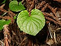 2021年5月5日 (水) 02:05時点における版のサムネイル