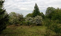 Čeština: Přírodní památka Na opukách, okres Strakonice, Jihočeský kraj. English: Natural monument Na opukách, Strakonice District, south Bohemia, Czechia.