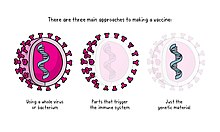 Illustration with the text "There are three main approaches to making a vaccine: Using a whole virus or bacterium Parts that trigger the immune system Just the genetic material."