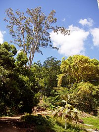 Wahiawa Botanical Garden