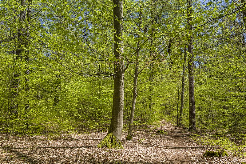 File:Waldweg am Südhang des Steinert bei Jesserndorf 16.jpg