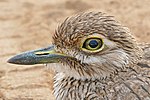 Thumbnail for Water thick-knee