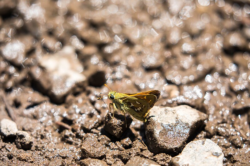 File:Western branded skipper - 51372823013.jpg