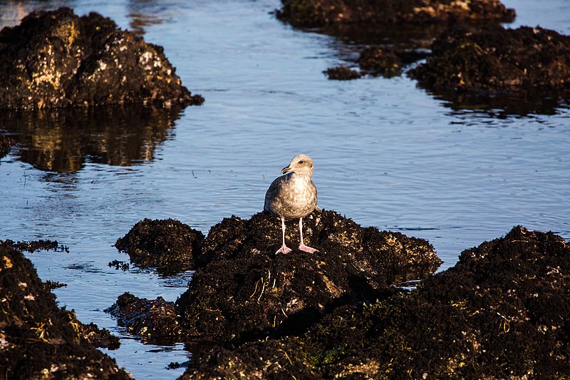 File:Western gull (38498196434).jpg