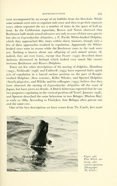 File:Whales (Page 355) BHL11259935.jpg