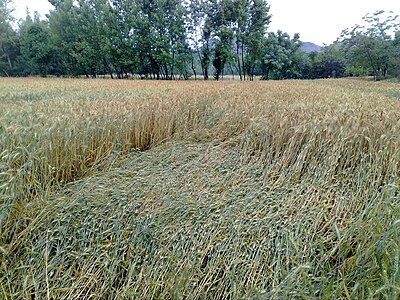 A wheat field where heavy rain and wind has caused lodging Wheat crop after heavy rain & wind.jpg