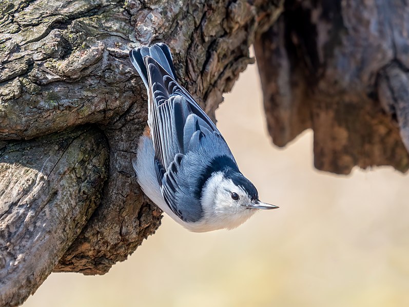 File:White-breasted nuthatch (26471).jpg