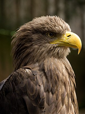 Eagle head