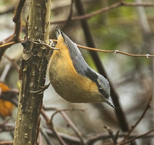 File:White-tailed Nuthatch - Eaglenest - IndiaFJ0A0978 (33901897960) (cropped).jpg