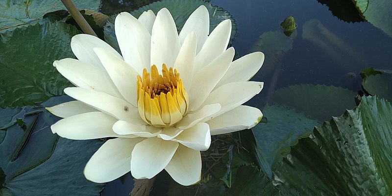 File:White Lotus Flower 1.jpg