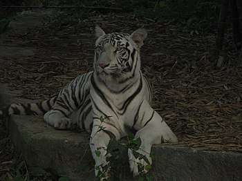 White Tiger Cooling Off in a Summer Evening. 01.jpg