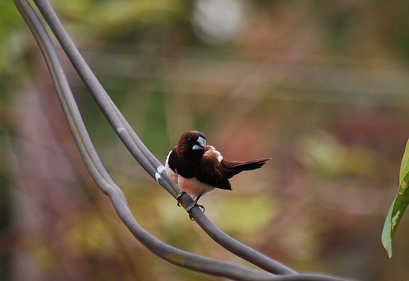 File:White rumped Munia.jpg