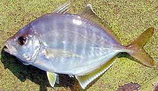<span class="mw-page-title-main">Whitefin trevally</span> Species of fish