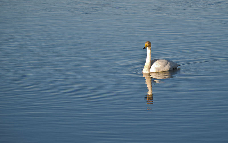 File:Whooper Swan (3337854373).jpg