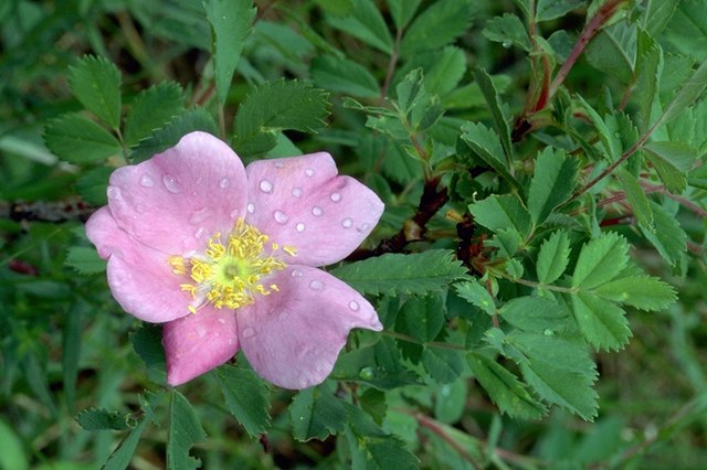File:Wild_Rose_Beautiful,_from_the_Plains_to_the_Subalpine._Rocky_Mountain_National_Park.jpg