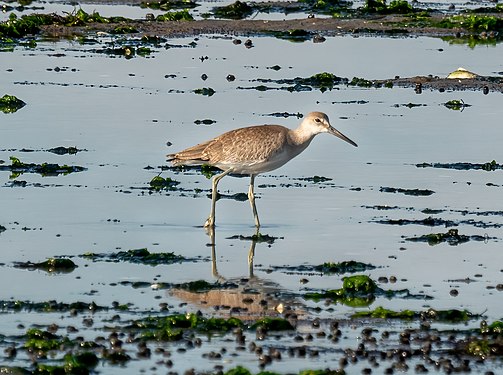 Willet on Plumb Beach