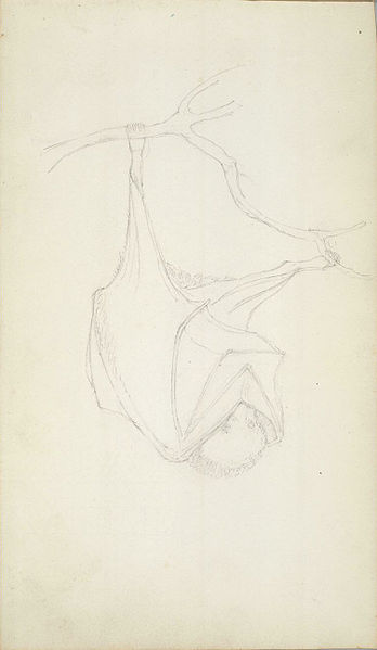 File:William Smyth study of a bat.jpg