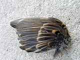 참새의 왼쪽 날개