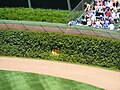 Wrigley Field's famous ivy covered outfield walls.