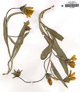 <i>Wyethia longicaulis</i> species of plant