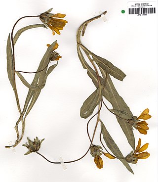 <i>Wyethia longicaulis</i> Species of flowering plant