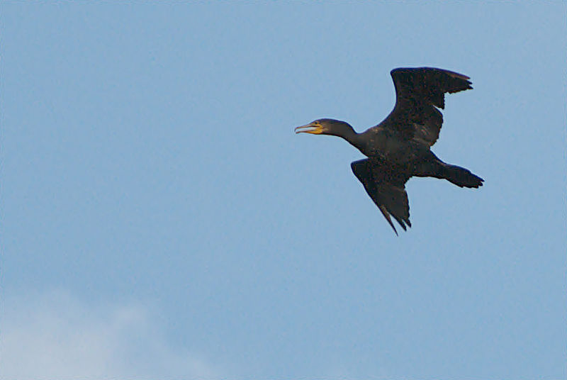 File:XN Phalacrocorax carbo 146.jpg