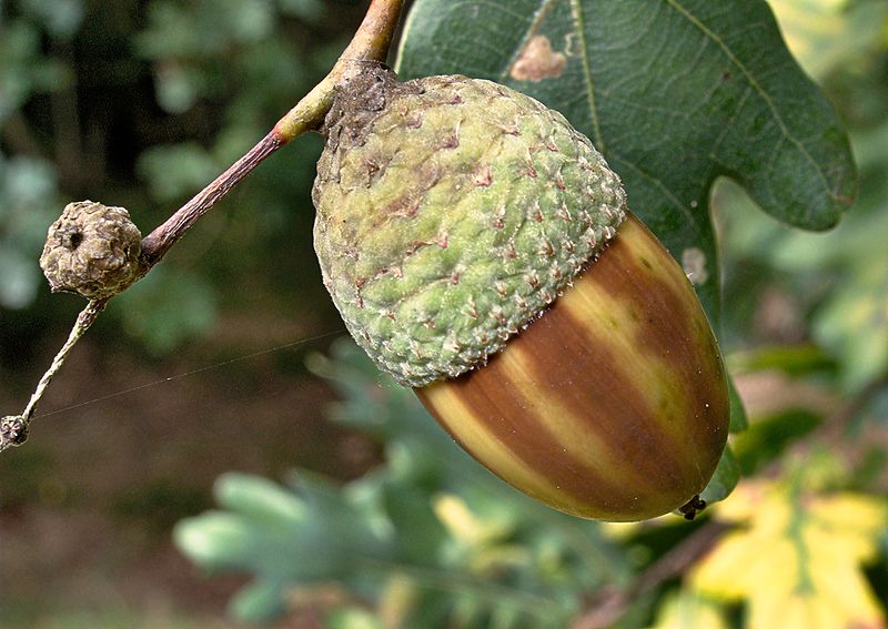 File:XN oak acorn 400.jpg