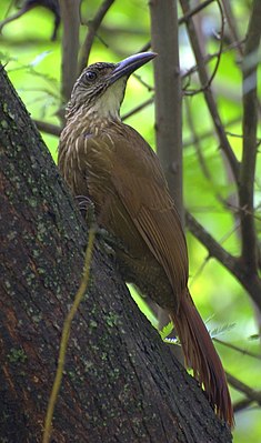 Weißkehl-Baumsteiger (Xiphocolaptes albicollis)