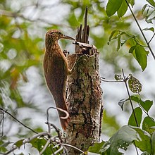 Xiphorhyinchus guttatus - Buff-throated Woodcreeper.JPG