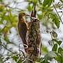 Thumbnail for Buff-throated woodcreeper