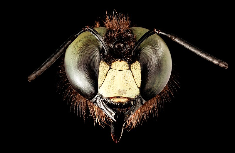 File:Xylocopa virginica male face.jpg