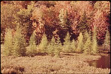 Young tamarack trees in the Adirondack Mountains: In general more carbon is stored in larger trees and in the soils of existing forests than in young trees YOUNG TAMARACK TREES STARTING TO TURN THEIR FALL COLORS AT BALD MOUNTAIN POND - NARA - 554738.jpg