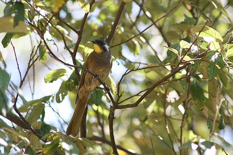 File:Yellow-throated Honeyeater (Lichenostomus flavicollis).jpg