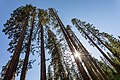 * Nomination Mariposa Grove of Giant Sequoias in Yosemite National Park, California, USA --XRay 04:26, 4 November 2022 (UTC) * Promotion  Support Good quality. --Terragio67 05:17, 4 November 2022 (UTC)