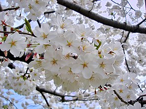 Die Yoshino-Kirsche in voller Blüte.