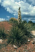 Yucca baileyi ssp.  intermedia fh ​​1208 NM B.jpg