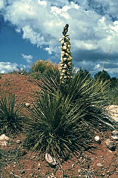 Yucca baileyi ssp. intermedia fh 1208 NM B.jpg