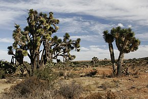 Yucca decipiens 3.jpg